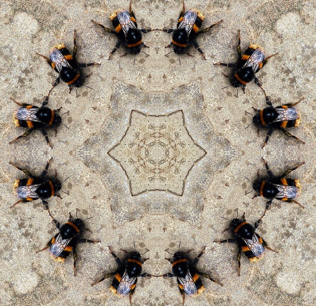 insects-13826_640